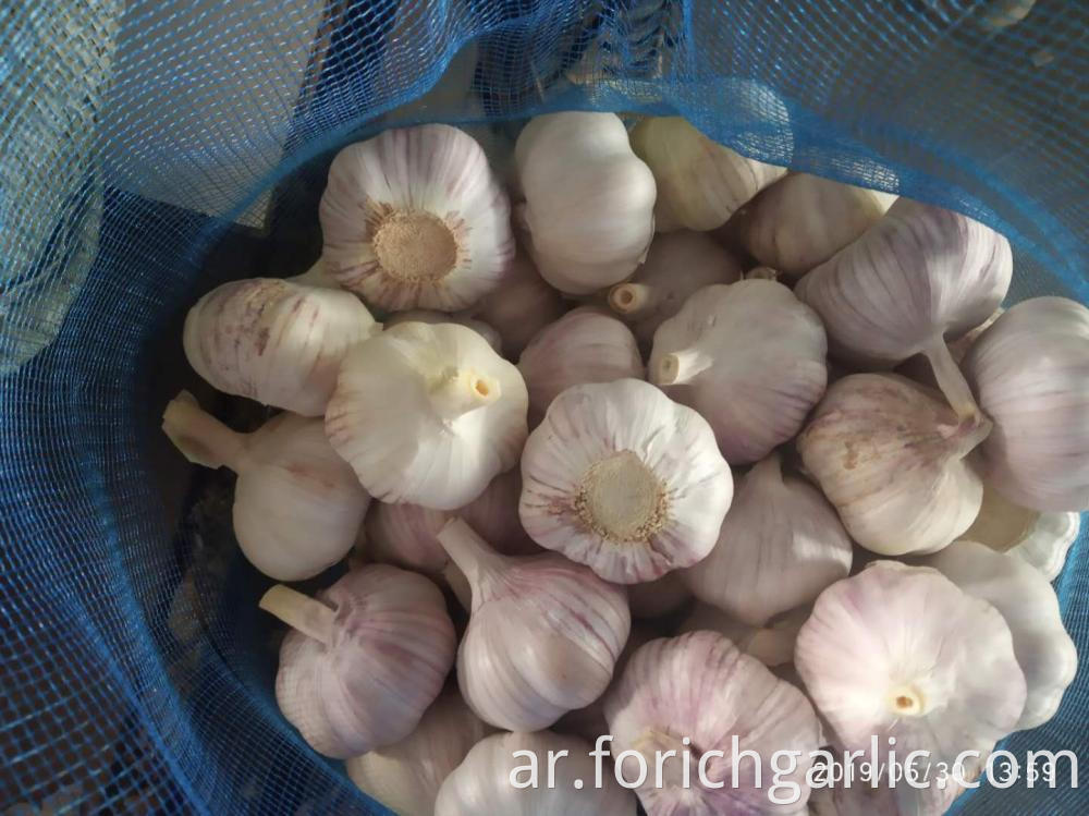 Normal White Garlic